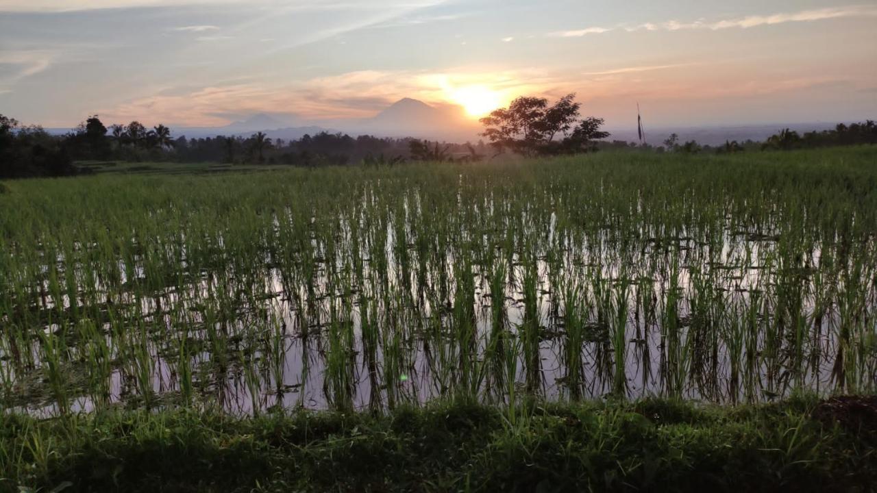 Tegal Jero Homestay Jatiluwih Eksteriør billede